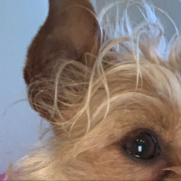 Meet your Posher, Titus - Picture 1 of 1